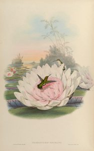 Chlorostilbon poortmani door John Gould